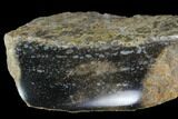 Polished Dinosaur Bone (Gembone) Section - Colorado #96414-1